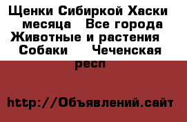 Щенки Сибиркой Хаски 2 месяца - Все города Животные и растения » Собаки   . Чеченская респ.